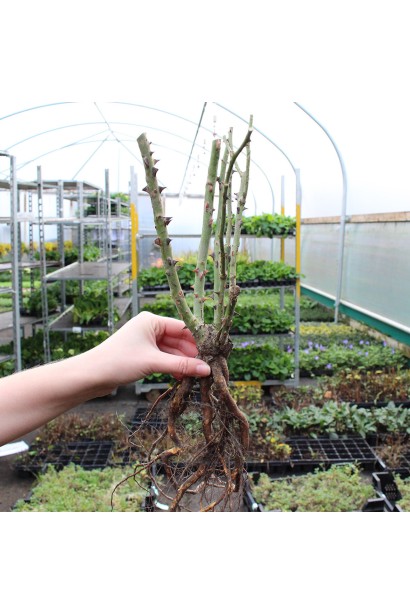 Троянда чайно-гібридна Ель Торо саджанці з голим коренем